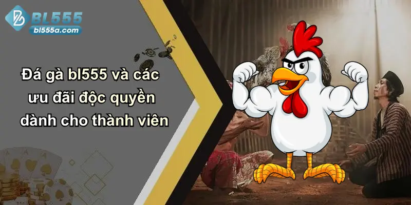 Đá gà bl555 và các ưu đãi độc quyền dành cho thành viên