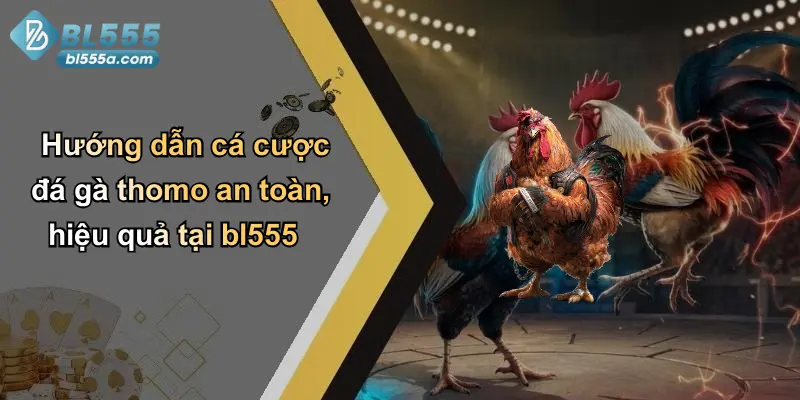 Hướng dẫn cá cược đá gà thomo an toàn, hiệu quả tại bl555