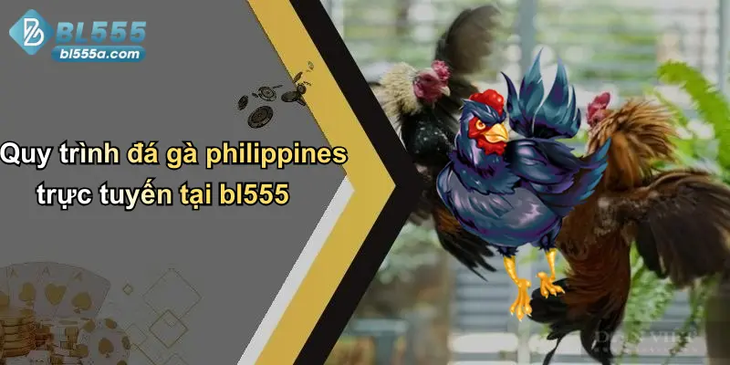 Quy trình đá gà philippines trực tuyến tại bl555