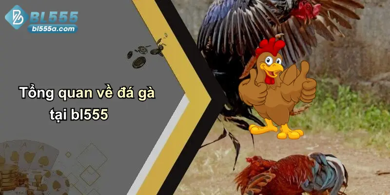 Tổng quan về đá gà tại bl555